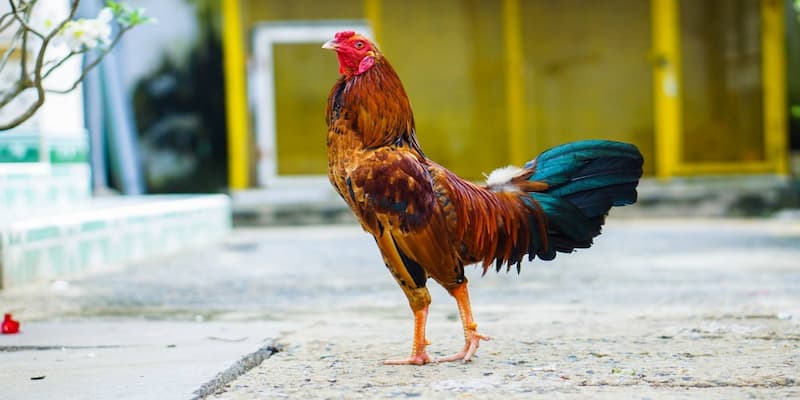 Cách nuôi gà đá mau sung về lịch luyện tập