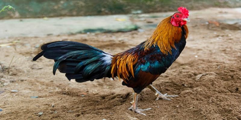 Cách nuôi gà đá mau sung với những sai lầm 