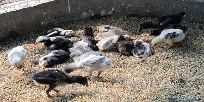 Cách chăm sóc gà chọi con về chọn chuồng trại