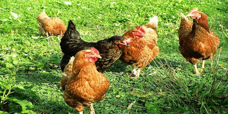 Kỹ thuật nuôi gà thả vườn về phòng bệnh và xử lý