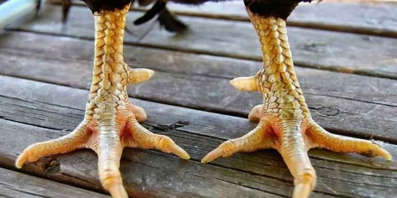 Cách lên cựa gà tre Cách lên cựa gà tre về mẹo tăng hiệu quả