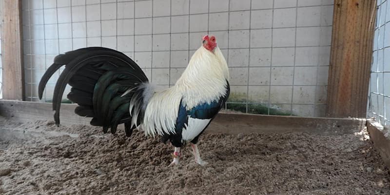 cách lên cựa gà tre Hướng dẫn chi tiết cách lên cựa gà tre chuẩn xác nhất