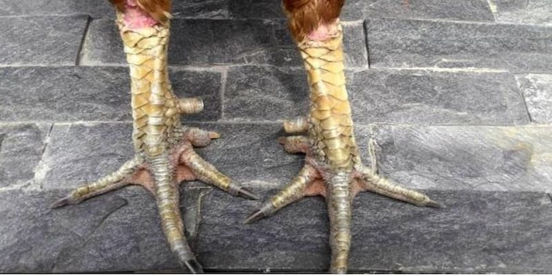 Cách xem chân gà chọi Cách xem chân gà chọi về những lưu ý